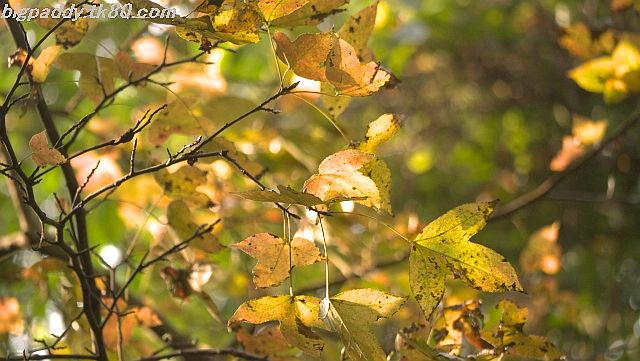 ã“れより紅ããªã‚Œã¾ã›ã‚“。 ã“れより紅ããªã‚Œã¾ã›ã‚“。