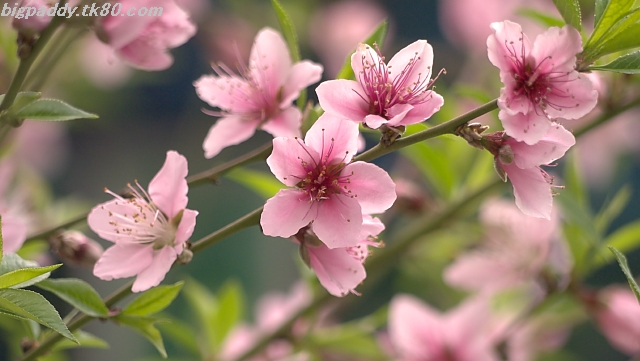 恵州市西湖を歩く！