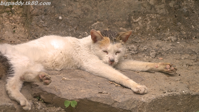 恵州市西湖を歩く！-オマケ