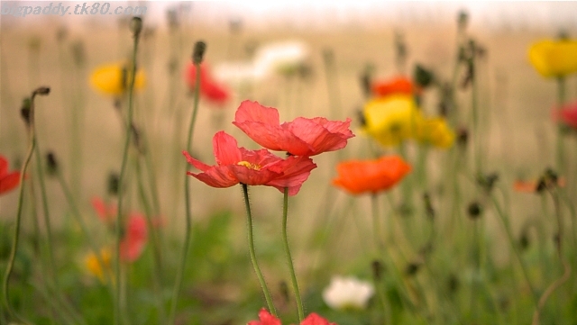 ファイル 1109-2.jpg