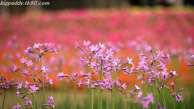 ファイル 1109-4.jpg