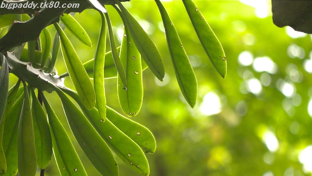 番禺区沙湾古鎮は美食祭り