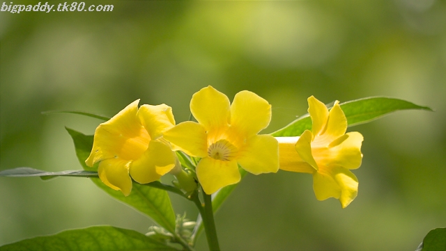 ファイル 1145-2.jpg