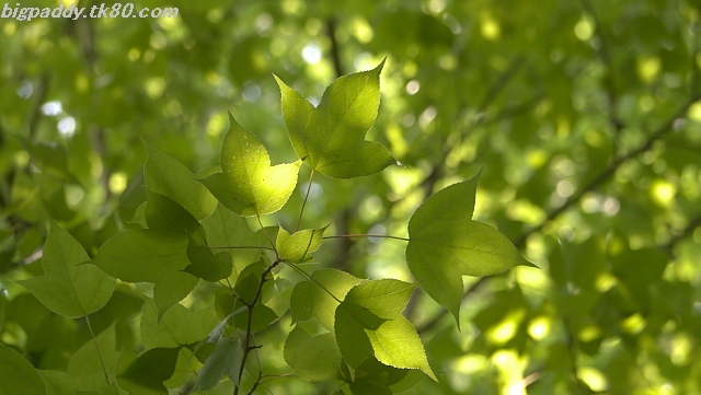 ファイル 1145-4.jpg