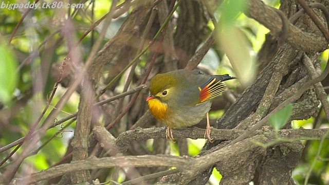 もっとも美しい小鳥