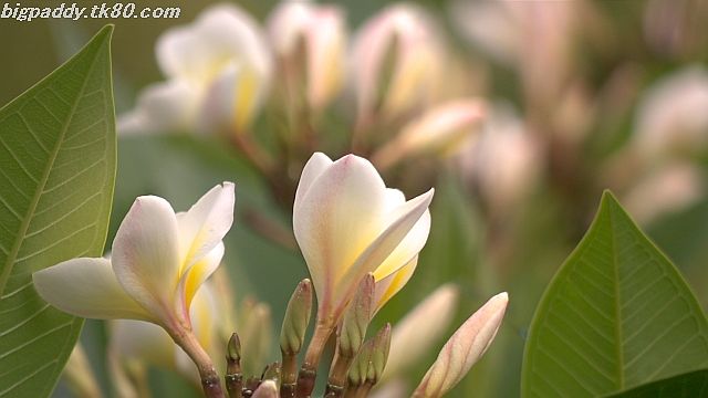 ãã¡ã€ã« 1155-1.jpg