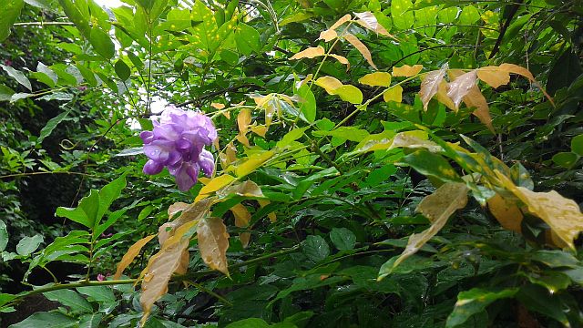 ãã¡ã€ã« 1158-5.jpg