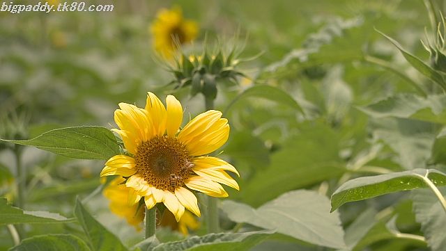 ãã¡ã€ã« 1159-1.jpg