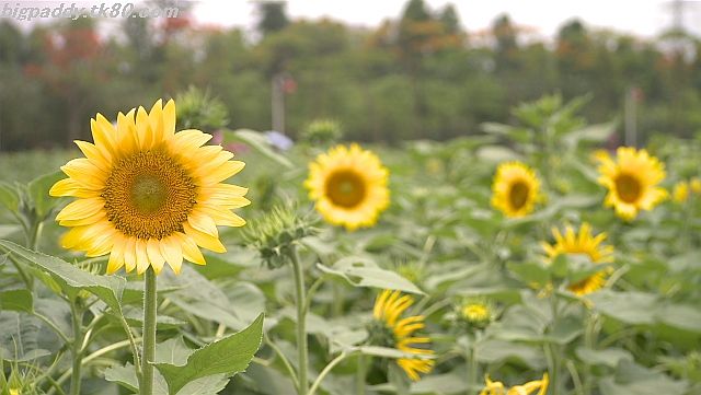 ãã¡ã€ã« 1159-2.jpg