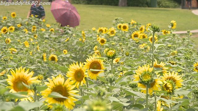 ãã¡ã€ã« 1159-4.jpg