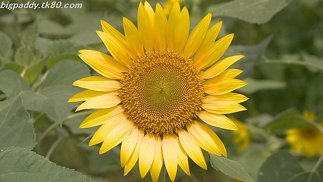 ãã¡ã€ã« 1159-5.jpg