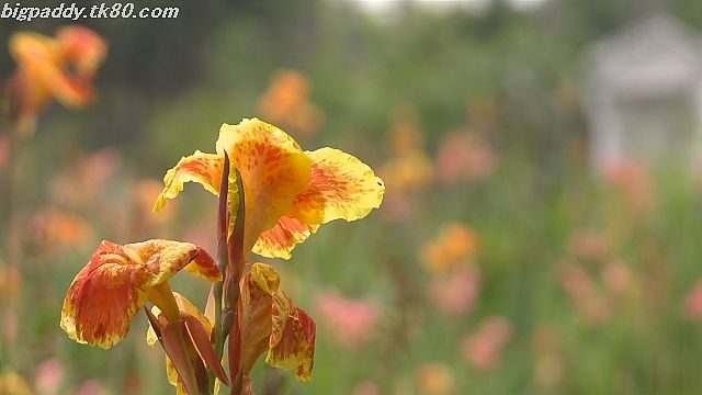 ãã¡ã€ã« 1160-1.jpg