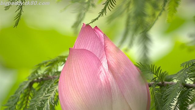 ãã¡ã€ã« 1160-3.jpg