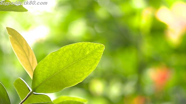 ãã¡ã€ã« 1160-4.jpg