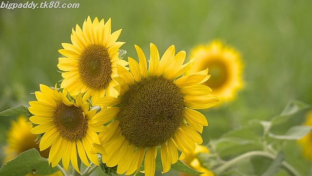 ヒマワリの種を取って生で試食！？
