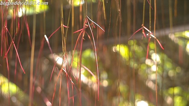 ãã¡ã€ã« 1181-1.jpg