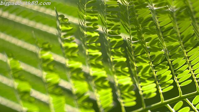 ãã¡ã€ã« 1185-1.jpg