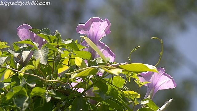 ãã¡ã€ã« 1185-2.jpg