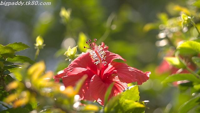 ãã¡ã€ã« 1185-3.jpg