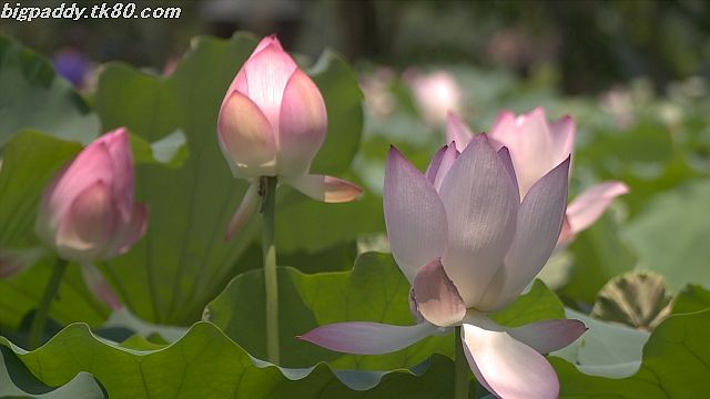 ãã¡ã€ã« 1185-4.jpg