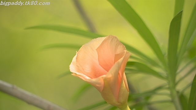 ãã¡ã€ã« 1187-2.jpg