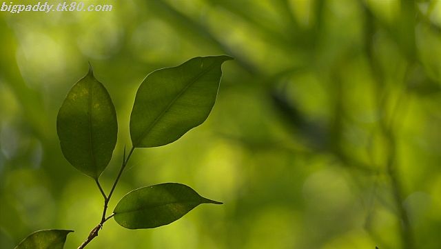 ãã¡ã€ã« 1187-4.jpg