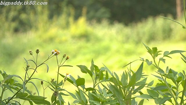 ファイル 1189-2.jpg