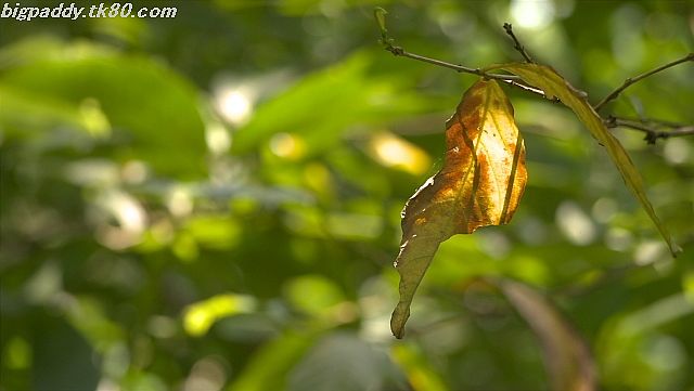 ファイル 1211-1.jpg