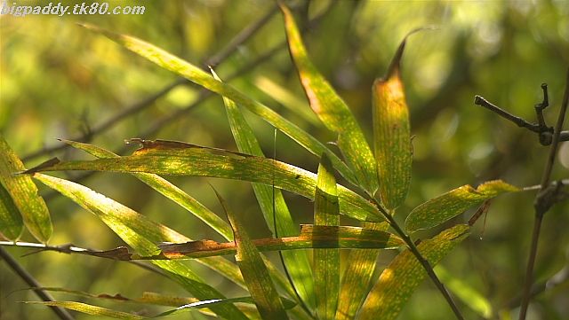 ファイル 1211-3.jpg