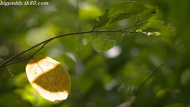 ファイル 1211-4.jpg