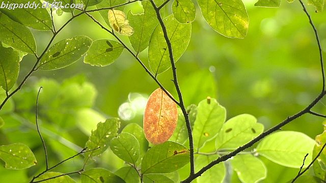 ファイル 1211-5.jpg