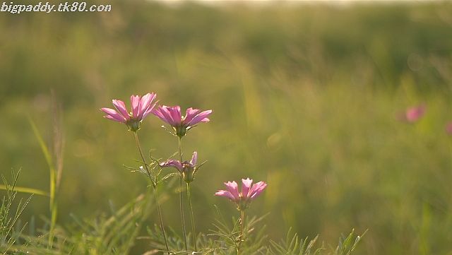 ファイル 1218-3.jpg