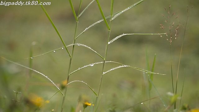 ファイル 1249-1.jpg