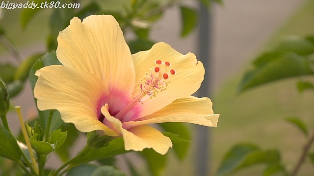 ファイル 1262-1.jpg