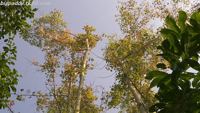 ãã¡ã€ã« 1286-2.jpg