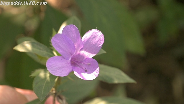 ãã¡ã€ã« 1286-3.jpg