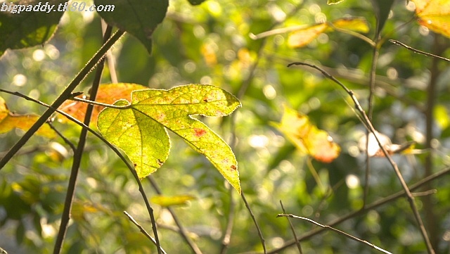 ãã¡ã€ã« 1286-4.jpg