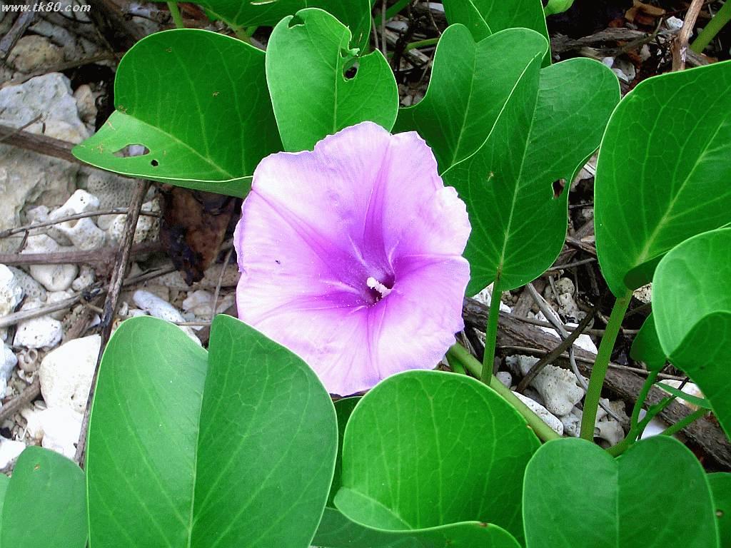 å…·å¿—å·åŸŽè·¡ä»˜è¿‘ã®æµ·å²¸ç·šã§æ’®å½±ã—ã¾ã—ãŸã€‚ã‚¢ã‚µã‚¬ã‚ªã®æ§˜ãªèбã§ã™ã€‚