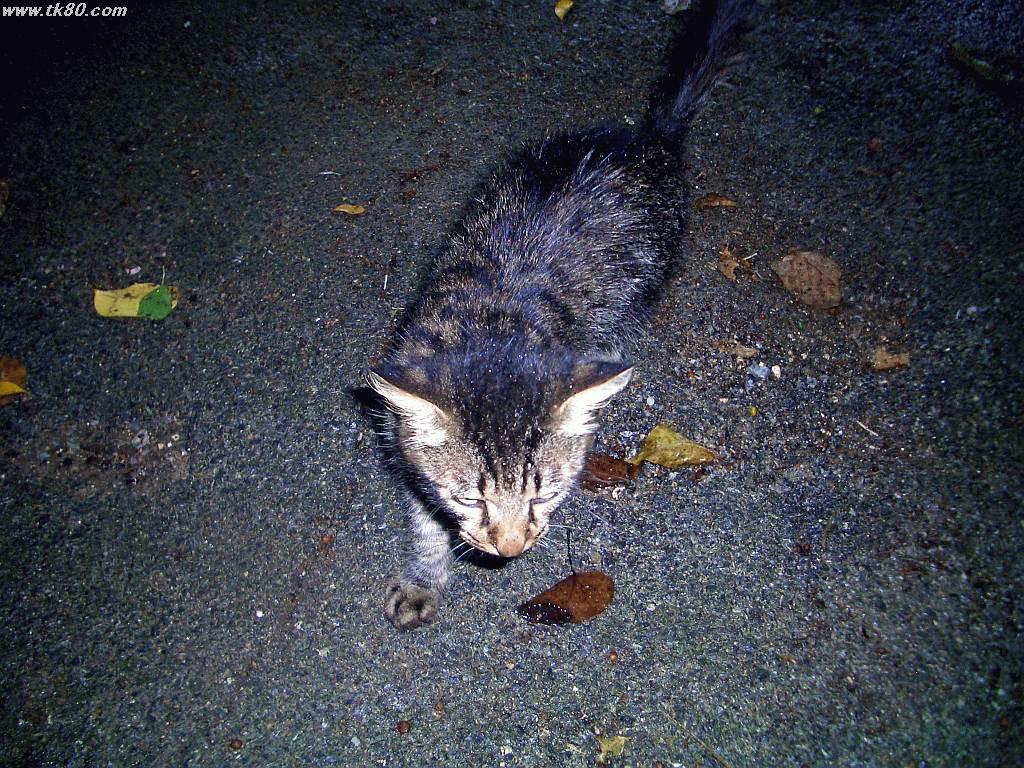 ジャãƒãƒ¼æ´žã€ã‚¸ãƒ£ãƒ³ã‚°ãƒ«ã‹ã‚‰ç¾ã‚ŒãŸçŒ«ã€äººæ‡ã£ã“ãæã‚‰ãæ¨çŒ«ã§ã—ょã†ã€‚