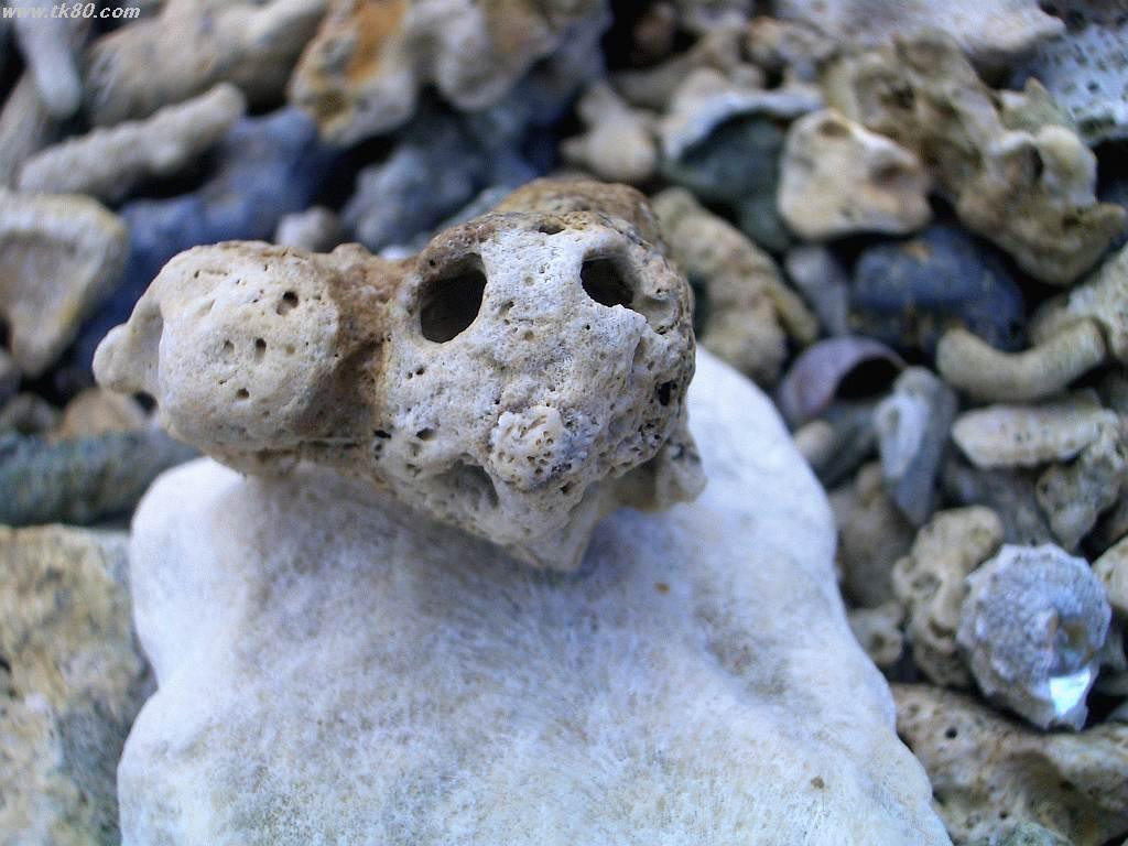 沖縄北ä¸åŸŽæ‘ã€æ²–縄県ç·åˆé‹å‹•公園近ã®å¹²æ½Ÿã§æ’®å½±ã€‚広大ãªé æµ…ã®å¹²æ½Ÿã§ã™ã€‚