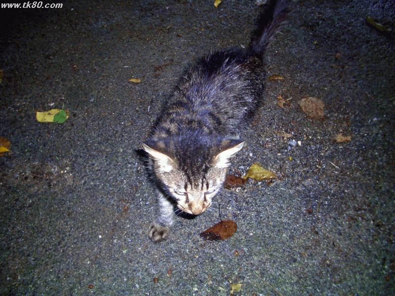 藪地島ジャãƒãƒ¼æ´žä»˜è¿‘ã§è¦‹ã¤ã‘ãŸäººæ‡ã£ã“ã„野良猫ã§ã™ã€‚