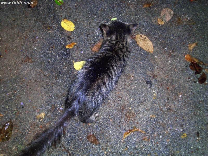 ãŠãらãシャムãƒã‚³ã®é›‘種ã ã¨æ€ã„ã¾ã™ã€‚