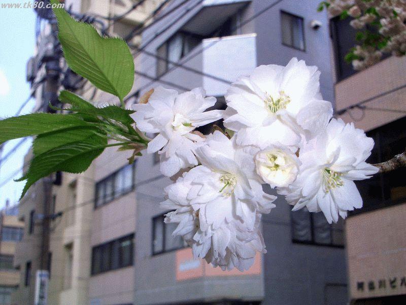 ファイル 251-1.jpg