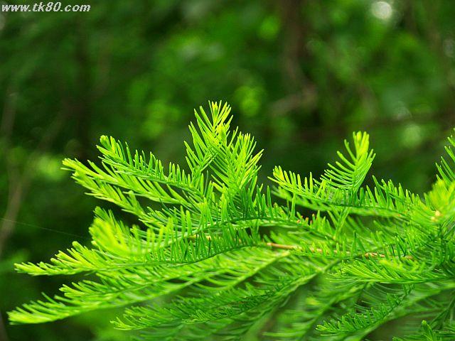 福永の鳳凰山へ登ってきました。