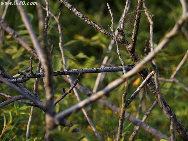 ファイル 439-5.jpg