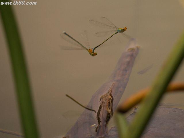 近くの公園を散歩した：水辺の風景