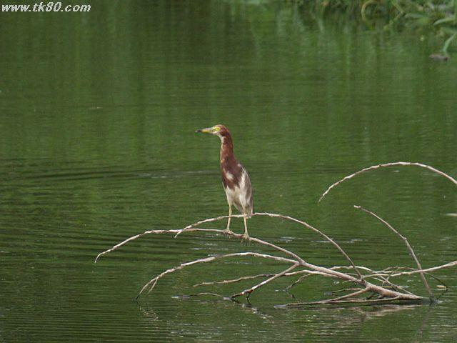 海上世界じゃ無くて｢海上田園｣へ行った。-野鳥