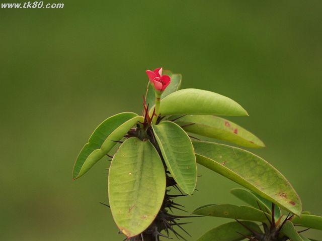 海上世界じゃ無くて｢海上田園｣へ行った。-植物