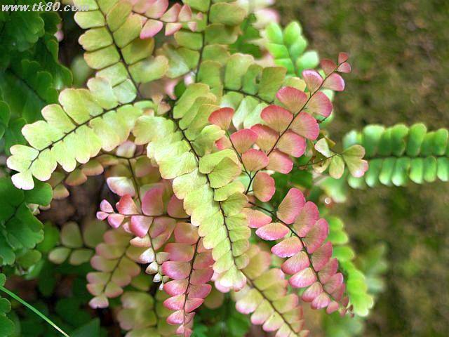 更に赤湾駅から小南山公園を歩いた-植物