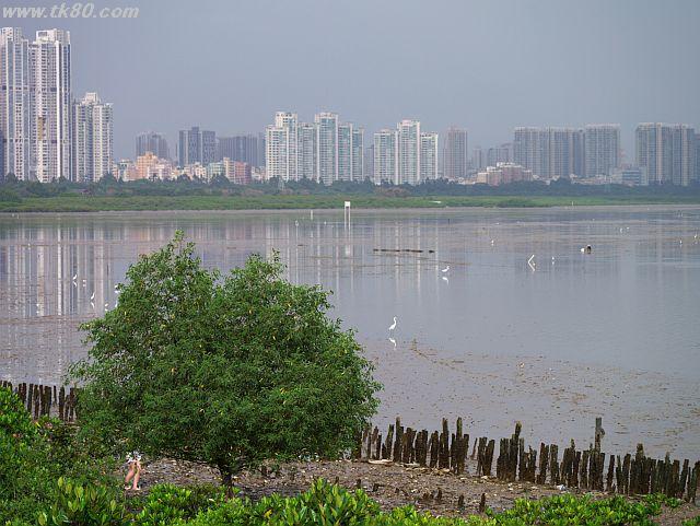 深セン湾の海浜生態公園を歩いた